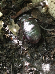 Archophileurus