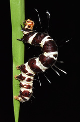 Rhanidophora cinctigutta