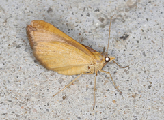Anachloris subochraria