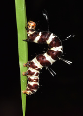 Rhanidophora cinctigutta