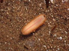 Lepidonotus squamatus