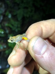 Pristimantis croceoinguinis