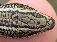 Plestiodon skiltonianus interparietalis