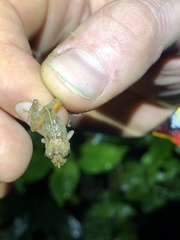 Pristimantis croceoinguinis