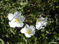 Nierembergia repens