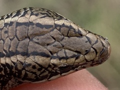 Plestiodon skiltonianus interparietalis