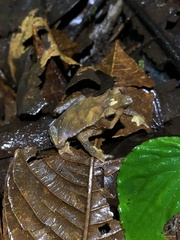 Rhinella festae