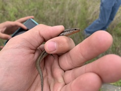 Plestiodon skiltonianus interparietalis