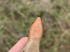 Plestiodon skiltonianus interparietalis