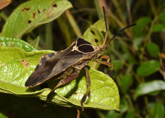 Petascelis remipes