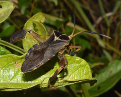 Petascelis remipes