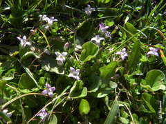 Oldenlandia salzmannii