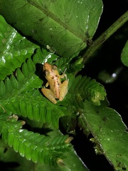 Pristimantis trachyblepharis