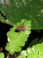 Rhinella festae