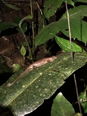 Gelanesaurus flavogularis