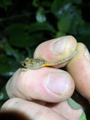 Pristimantis croceoinguinis