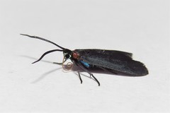 Pollanisus subdolosa