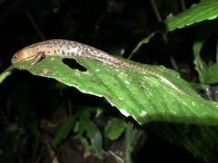 Gelanesaurus flavogularis