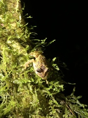 Pristimantis katoptroides