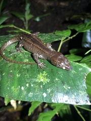 Gelanesaurus flavogularis