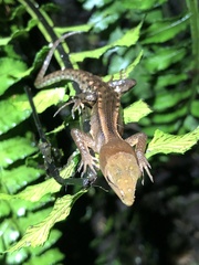 Gelanesaurus flavogularis