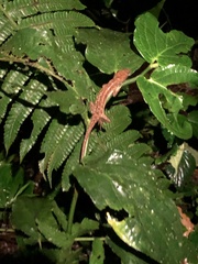 Gelanesaurus flavogularis