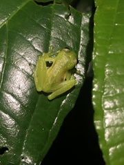 Rulyrana flavopunctata