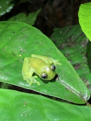 Rulyrana flavopunctata