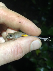 Pristimantis croceoinguinis