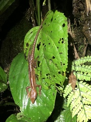 Gelanesaurus flavogularis