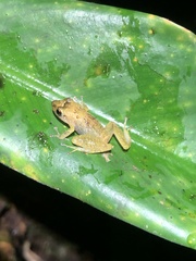 Pristimantis altamnis