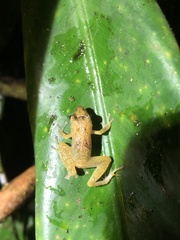Pristimantis altamnis