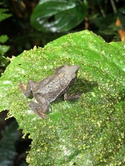 Rhinella festae