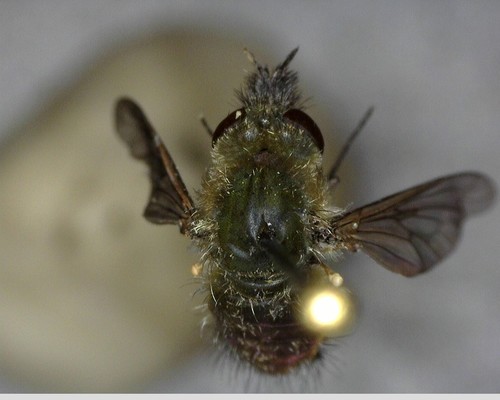 iNaturalist observation photo of Bee Flies