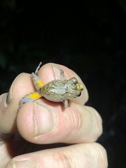 Pristimantis croceoinguinis