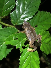 Rhinella festae