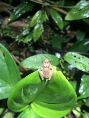 Pristimantis croceoinguinis