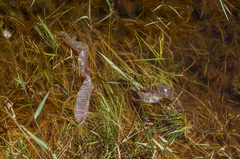 Nerodia sipedon sipedon