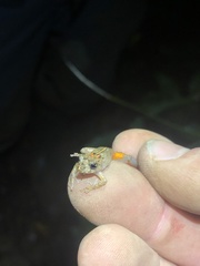 Pristimantis croceoinguinis