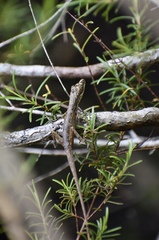 Anolis alutaceus