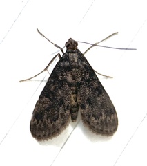 Penestola bufalis