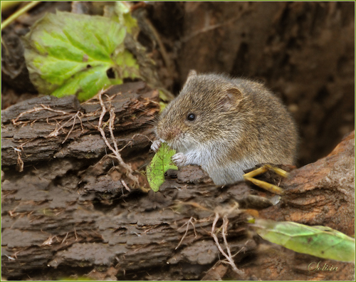 Caspian Gray Vole (Microtus mystacinus) — Least Concern Mammalia