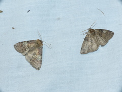 Tethea ocularis