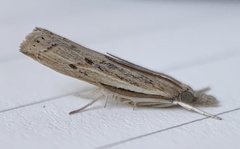 Fissicrambus quadrinotellus