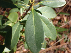 Symplocaceae