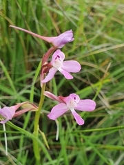 Disa oreophila erecta