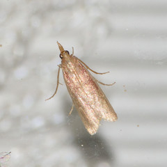 Peoria roseotinctella