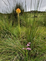 Disa oreophila erecta