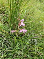 Disa oreophila erecta