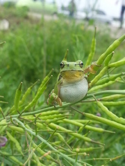 Hyla flaviventris